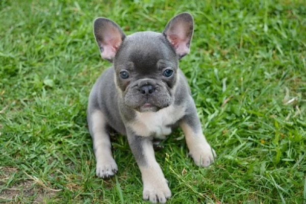 bouledogue francese cuccioli con pedigree | Foto 2