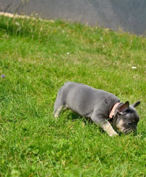 bouledogue francese cuccioli con pedigree | Foto 1