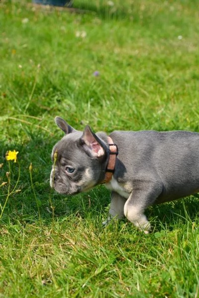 bouledogue francese cuccioli con pedigree