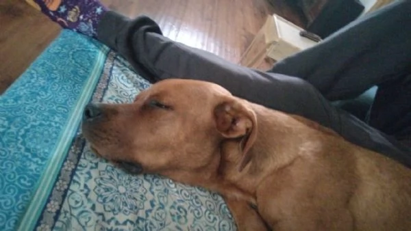 Zeus cane dolce e vivace  | Foto 2