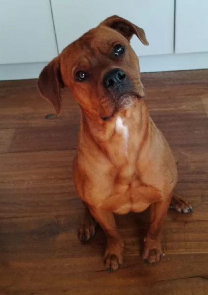 Zeus cane dolce e vivace 