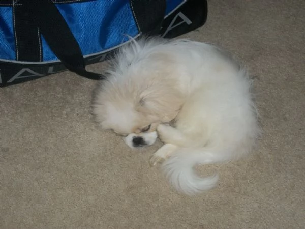 cuccioli di pechinese | Foto 2