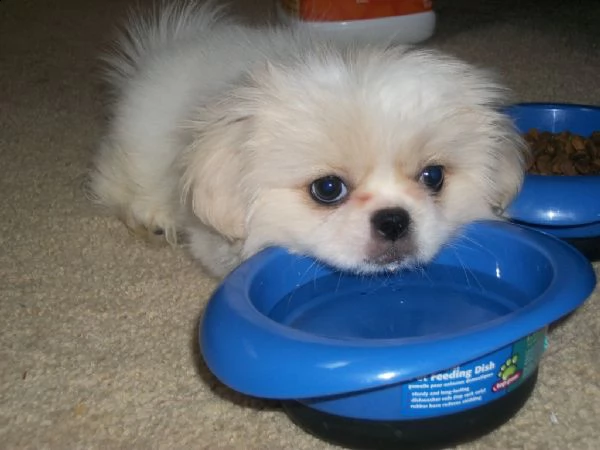 cuccioli di pechinese