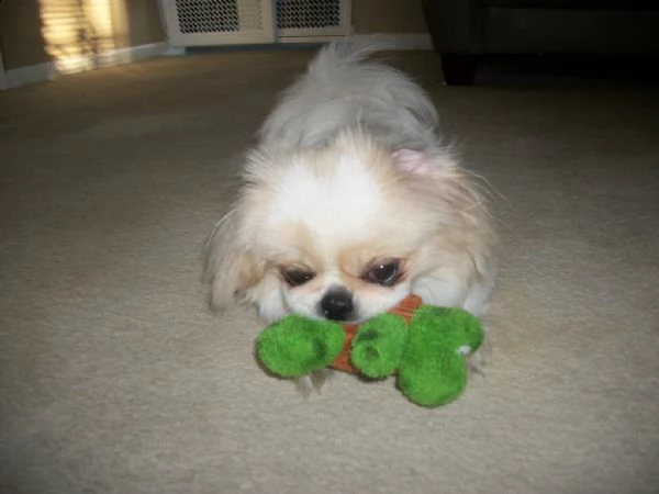 cuccioli di pechinese | Foto 1