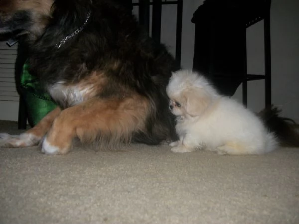 cuccioli di pechinese | Foto 0