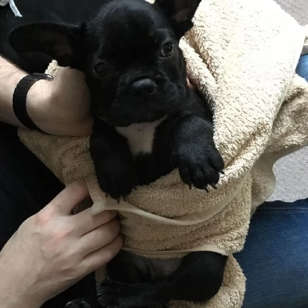 adorabili cuccioli di bulldog francese disponibili e pronti | Foto 1
