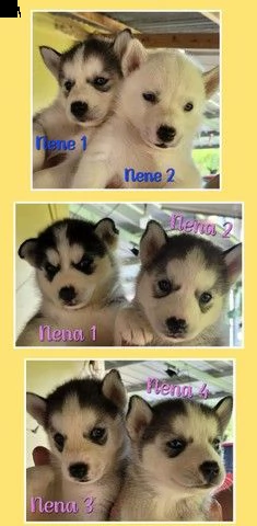 bellissimi husky siberiani. 