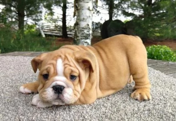 cuccioli di bulldog inglese registrati akc. 