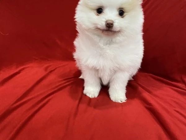  gratuito stupendi cuccioli di volpino di pomerania 