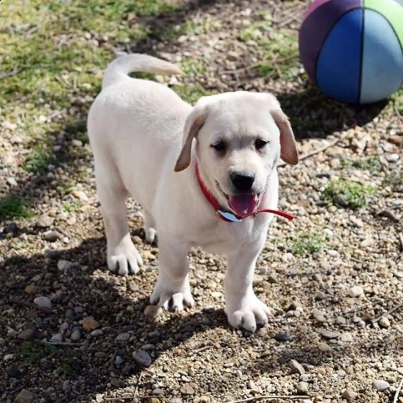 bello labrador , maschio e femmina, in regalo