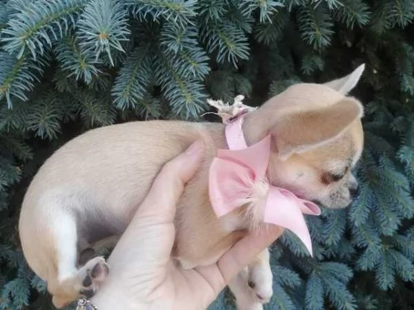 chihuahua toy.