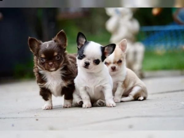 abbiamo di nuovo adorabili cuccioli di chihuahua 