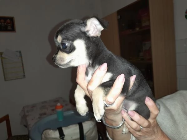 chihuahua cuccioli