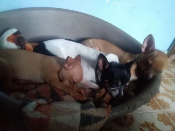 cuccioli di chihuahua maschi di tre mesi 