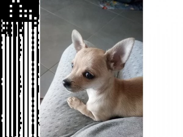 cucciolo chihuahua pelo corto 