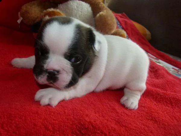  adorabile bulldog francese di 3 mese lo consegniamo subito con il doppio vaccino,... 