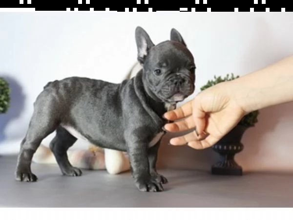  dispone di nuove cucciolate di bulldog francesi,