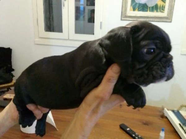 bulldog francese bouledogue