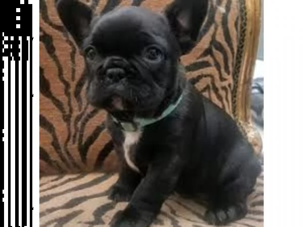 cuccioli di bulldog francese pronti per l'adozione