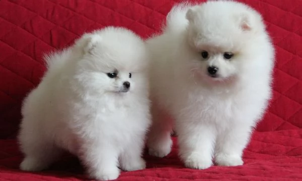 cuccioli di pomerania nani | Foto 0