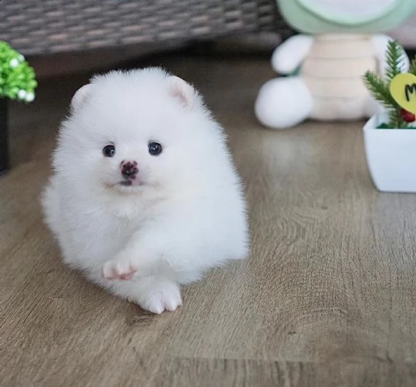 spitz pomerania maschio e femmina