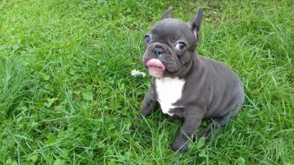 bellissimi cuccioli di bulldog francese maschio e femmina)) | Foto 0