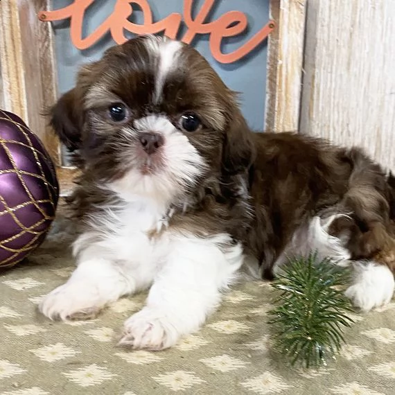regalo bellissimi cuccioli allevati shih-tzu, colore bianco e nero.