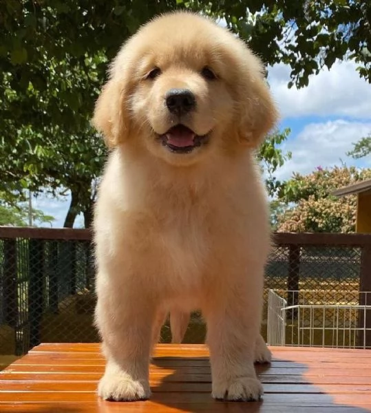 regalo golden retriever  cuccioli con pedigree