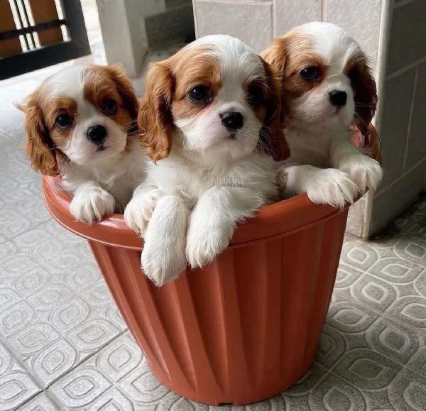cuccioli di cavalier king charles spaniel in adozione. 