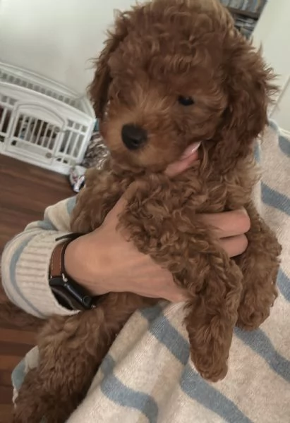 Barboncino nano  | Foto 3