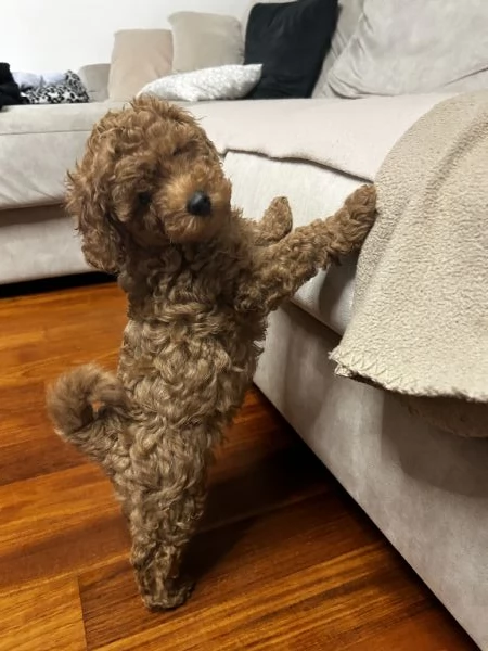 Barboncino nano  | Foto 2