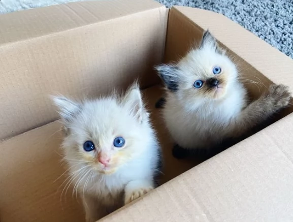 gattini ragdoll di due mesi