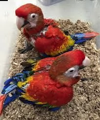 pappagalli allevati a mano per le migliori case