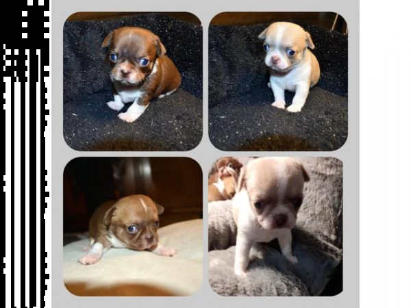 bellissimi chihuahua 