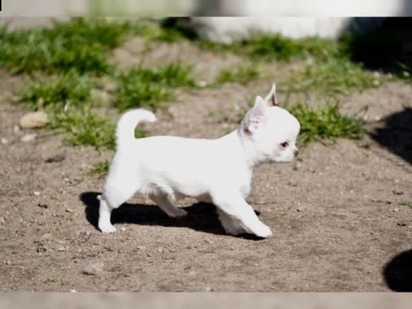 cuccioli di chihuahua con pedigree 