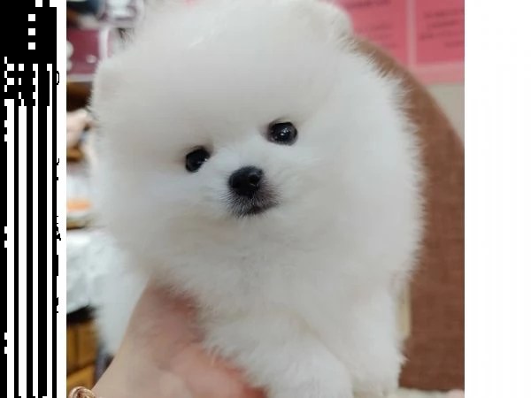 cucciolo di pomerania maschio e femmina 