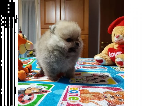 spitz tedeschi nani (pomerania)