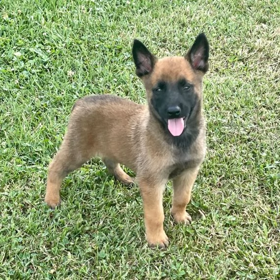 regarlo pastore belga cuccioli bellissima cucciolata cerca nuova famiglia, 4 maschi e 3 femmina, 60 