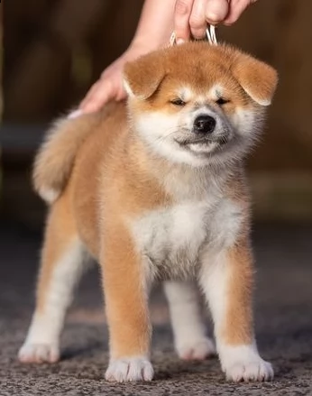 akita inu cuccioli per l'adozione bellissima cucciolata cerca nuova famiglia, 4 maschi e 3 femmina, 