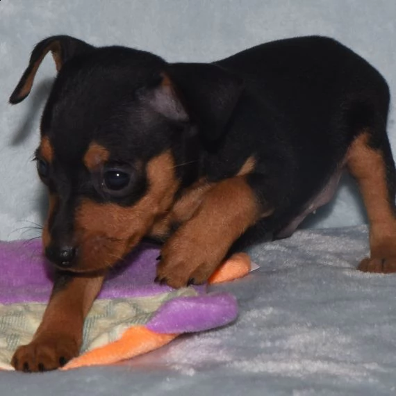 pinscher in miniatura cuccioli per l'adozione bellissima cucciolata cerca nuova famiglia, 4 maschi e