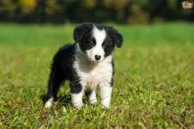 regalo   bulldog inglese | Foto 3