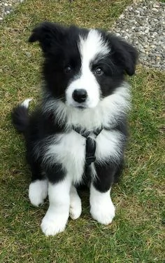 regalo   bulldog inglese | Foto 2