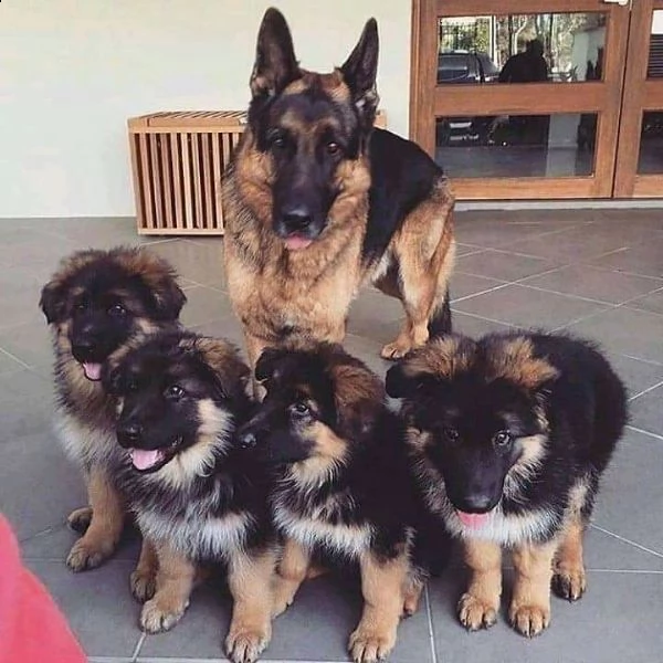 adorabili cuccioli  pastore tedesco      femminucce e maschietti disponibili