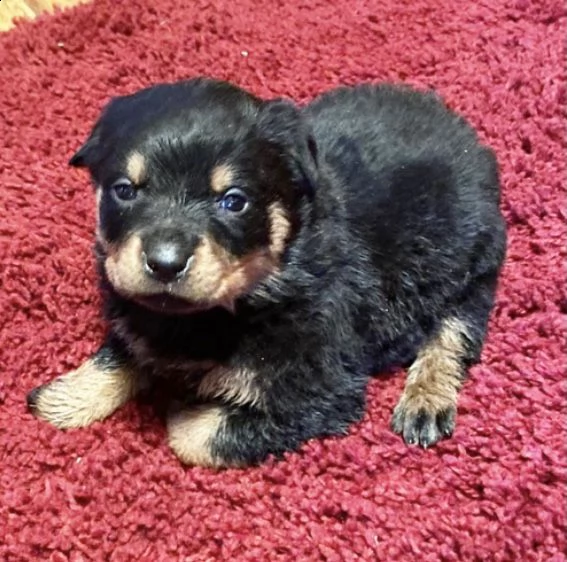 adorabili cuccioli   rottweiler     femminucce e maschietti disponibili