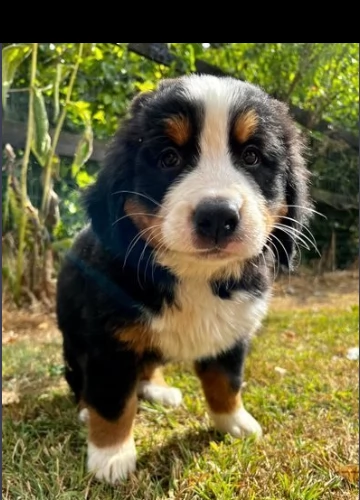 cuccioli di bovaro del bernese di razza puri