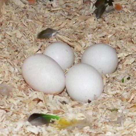 pappagalli e uova di pappagallo  | Foto 0