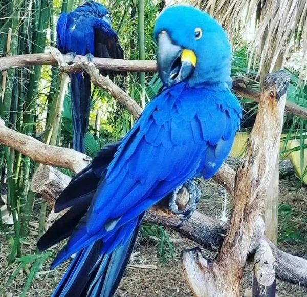 pappagalli e uova di pappagallo 