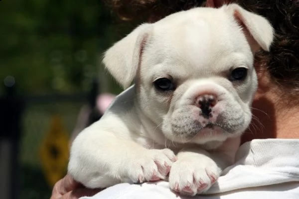 bellissimi cuccioli di bulldog francese | Foto 0