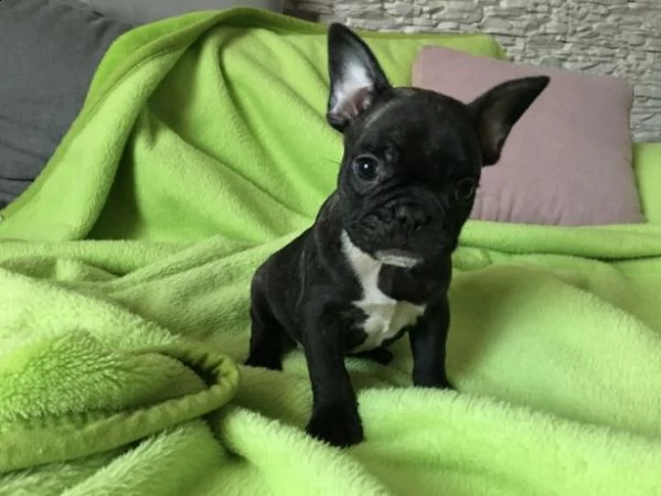 bellissimi cuccioli di bulldog francese