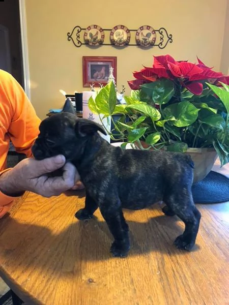 bellissimi cuccioli di bulldog francese | Foto 2